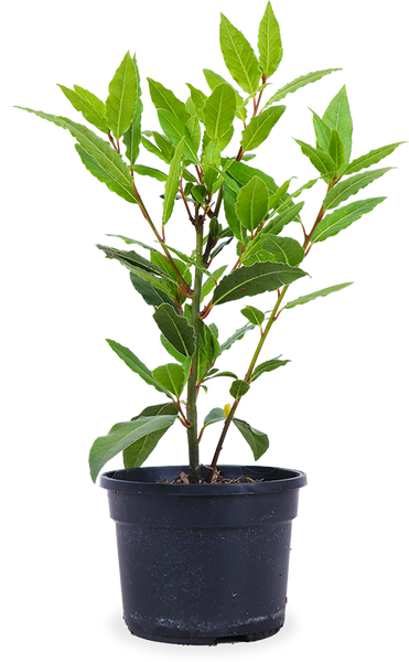 Lorbeer (Laurus nobilis) – Plantsome
