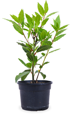 Lorbeer (Laurus nobilis)