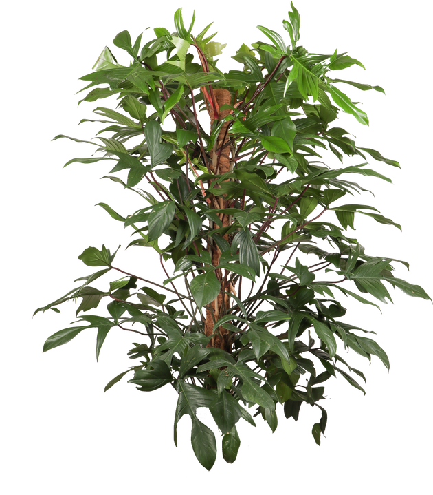 Philodendron Florida Beuaty 140cm (Baumfreund) – Plantsome