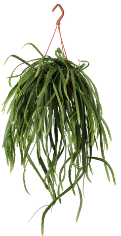 Lepismium bolivianum (Blattkaktus) (S)