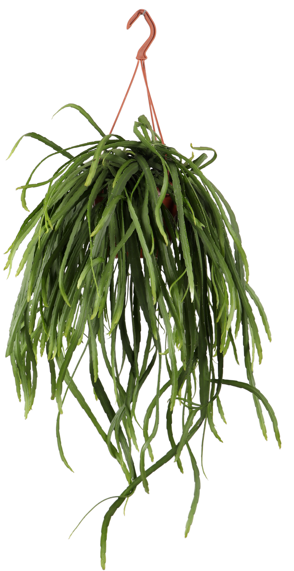 Lepismium bolivianum (Blattkaktus) kaufen