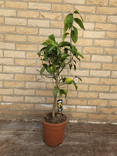 Citrus Lime (M)