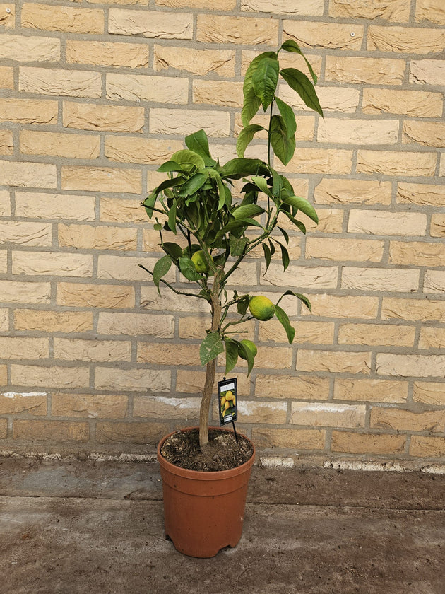 Citrus Lime (M) – Plantsome