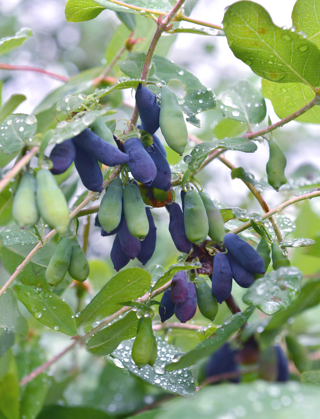 Lonicera kamtschatica (Honigbeere) (M) – Plantsome