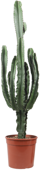 Euphorbia erytrea (Wolfsmilchkaktus) (XL)
