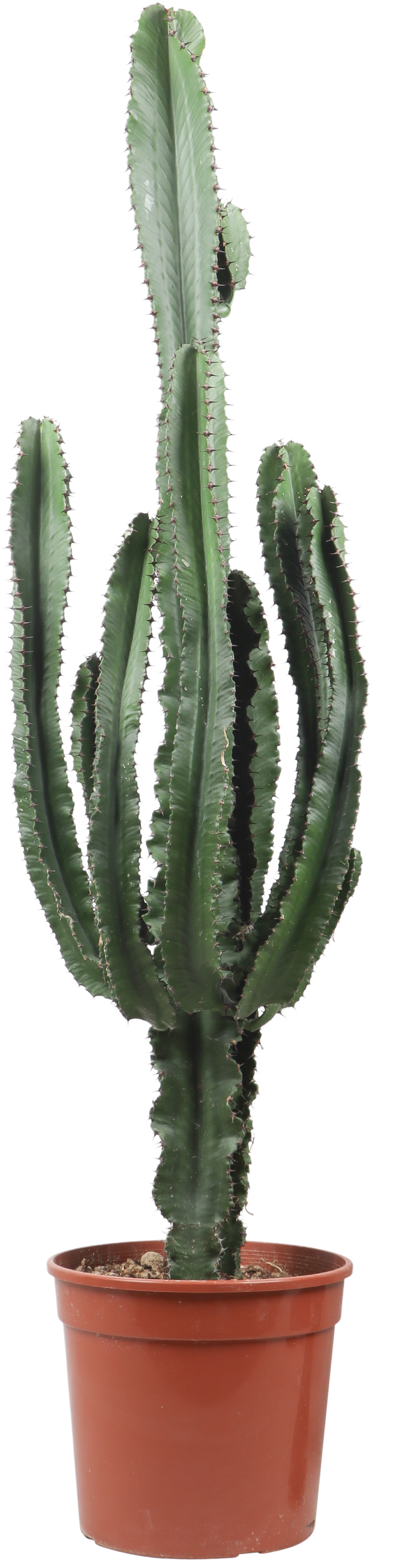 Euphorbia erytrea (Wolfsmilchkaktus) kaufen