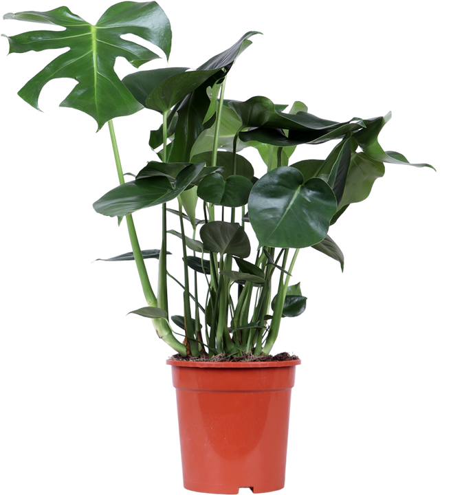 Monstera deliciosa (Fensterblatt) (M)