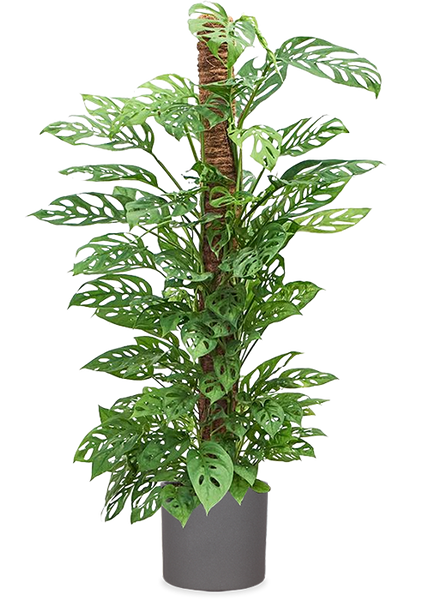 Monstera adansonii (Monkey leaf) (L) kaufen