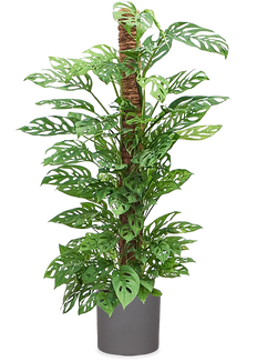 Monstera adansonii (Monkey leaf) (L)