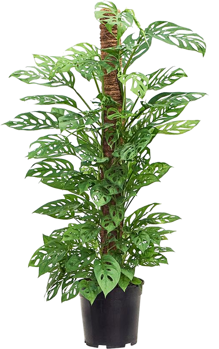 Monstera adansonii (Monkey leaf) (L)