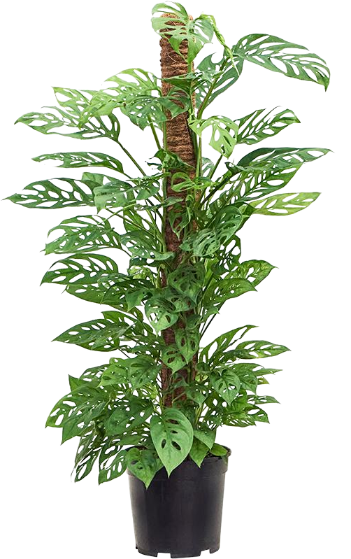 Monstera adansonii (Monkey leaf) (L) kaufen