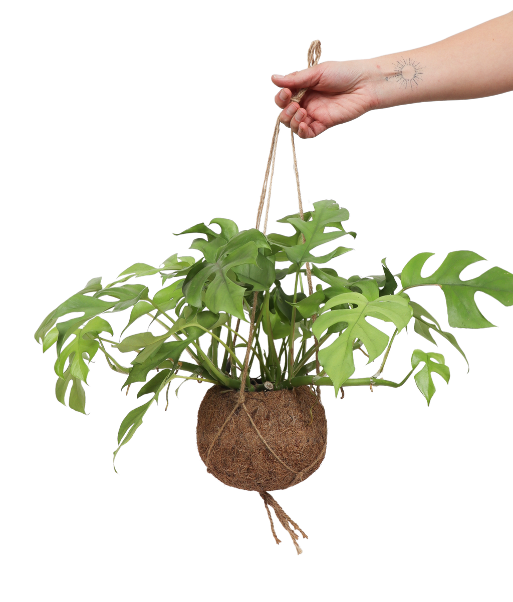 Rhaphidophora tetrasperma (Monstera minima) kaufen