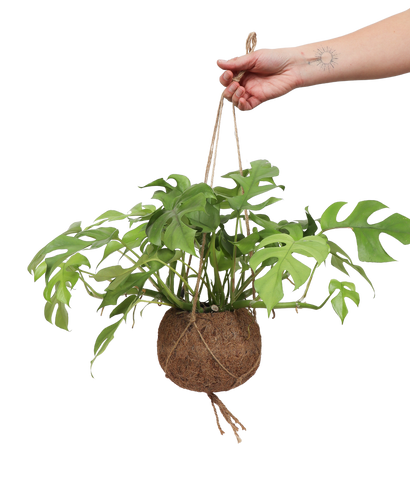 Monstera Minima Kokodama (S)