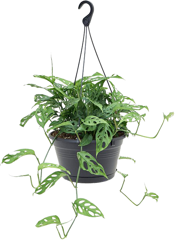 Monstera adansonii (M) (50cm) kaufen