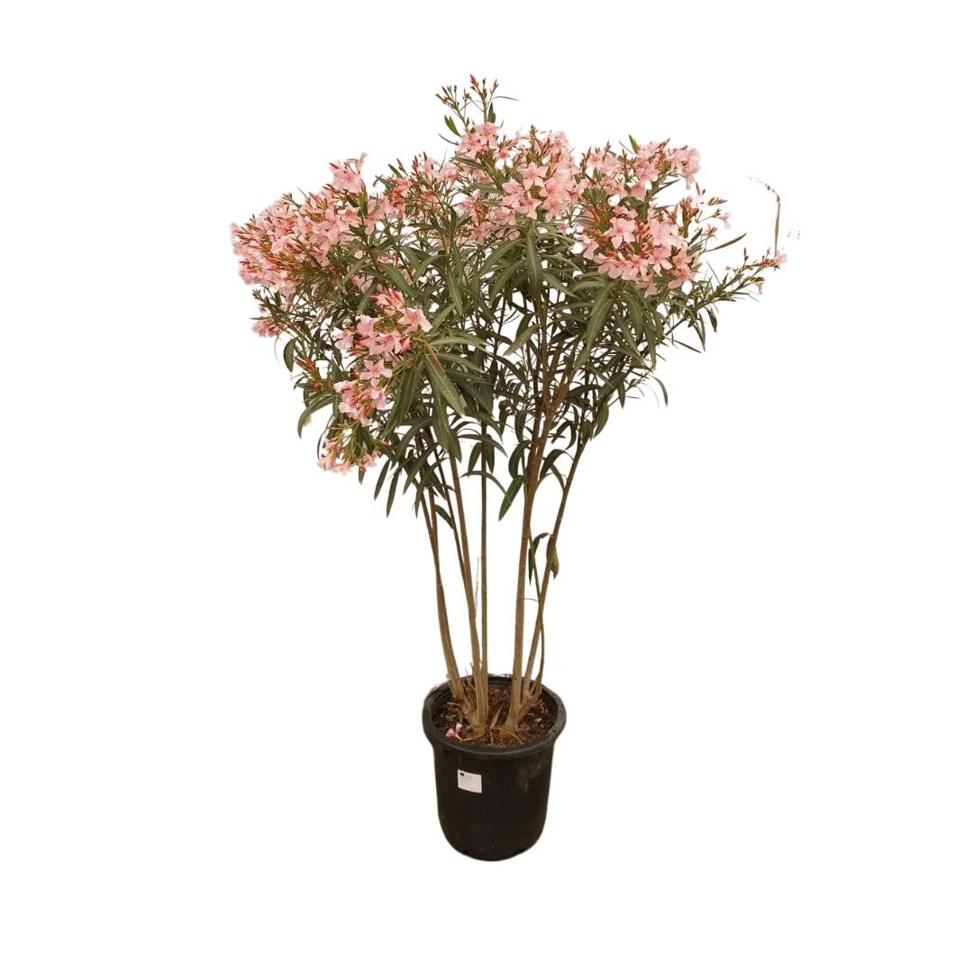 Oleander (Nerium Oleander) (XL) - Rosa inspiratie 1