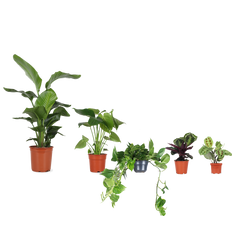 Neujahrs-Pflanzenpaket L