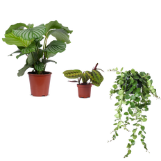 Neujahrs-Pflanzenpaket M