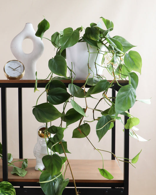 inspiratie