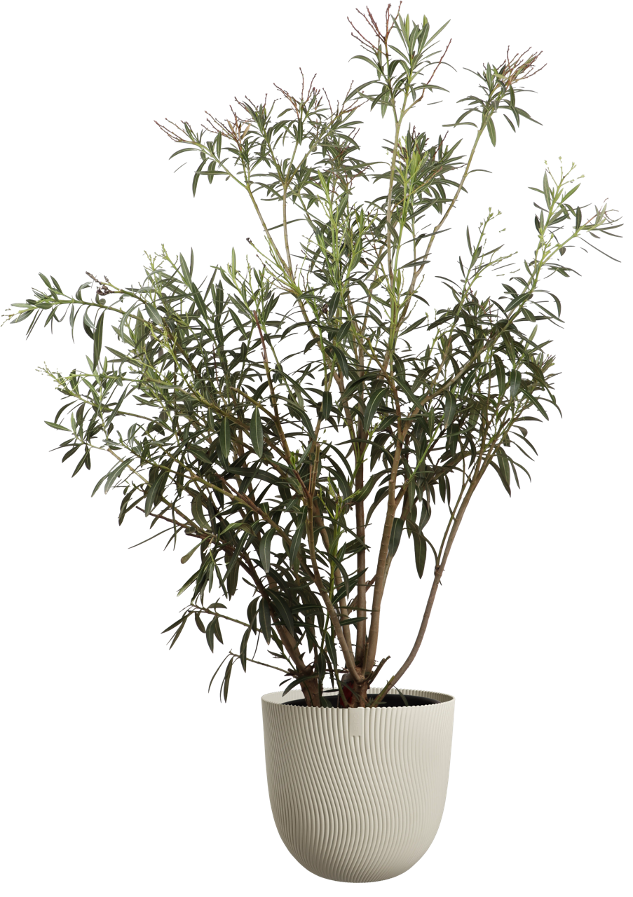 Oleander (Nerium oleander) - Rosa - online kaufen