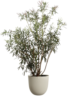 Oleander (Nerium Oleander) (XL) - Rosa