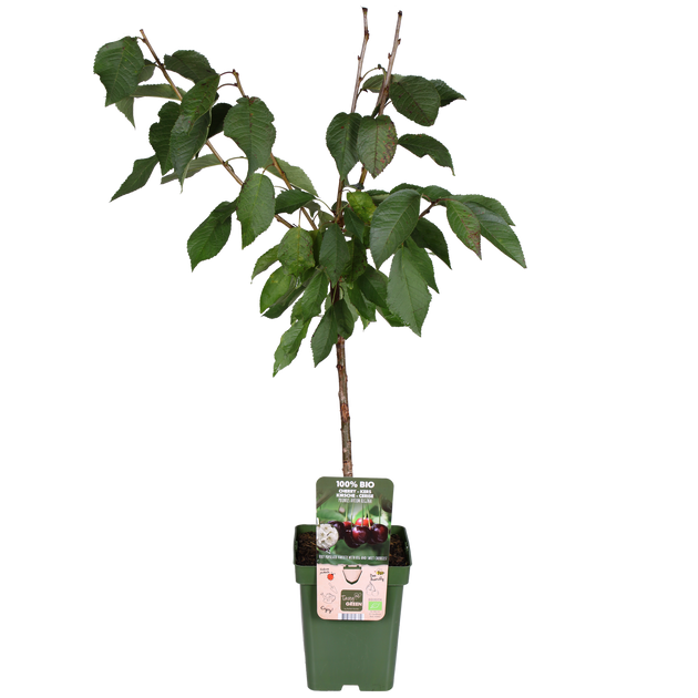Kirschbaum (Prunus avium Regina) kaufen | Schnelle Lieferung nach Hause