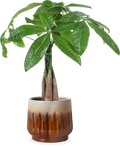 Zimmerbäume