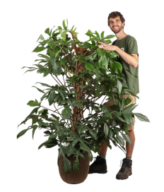 Philodendron Florida Beauty (Baumfreund) (XL)