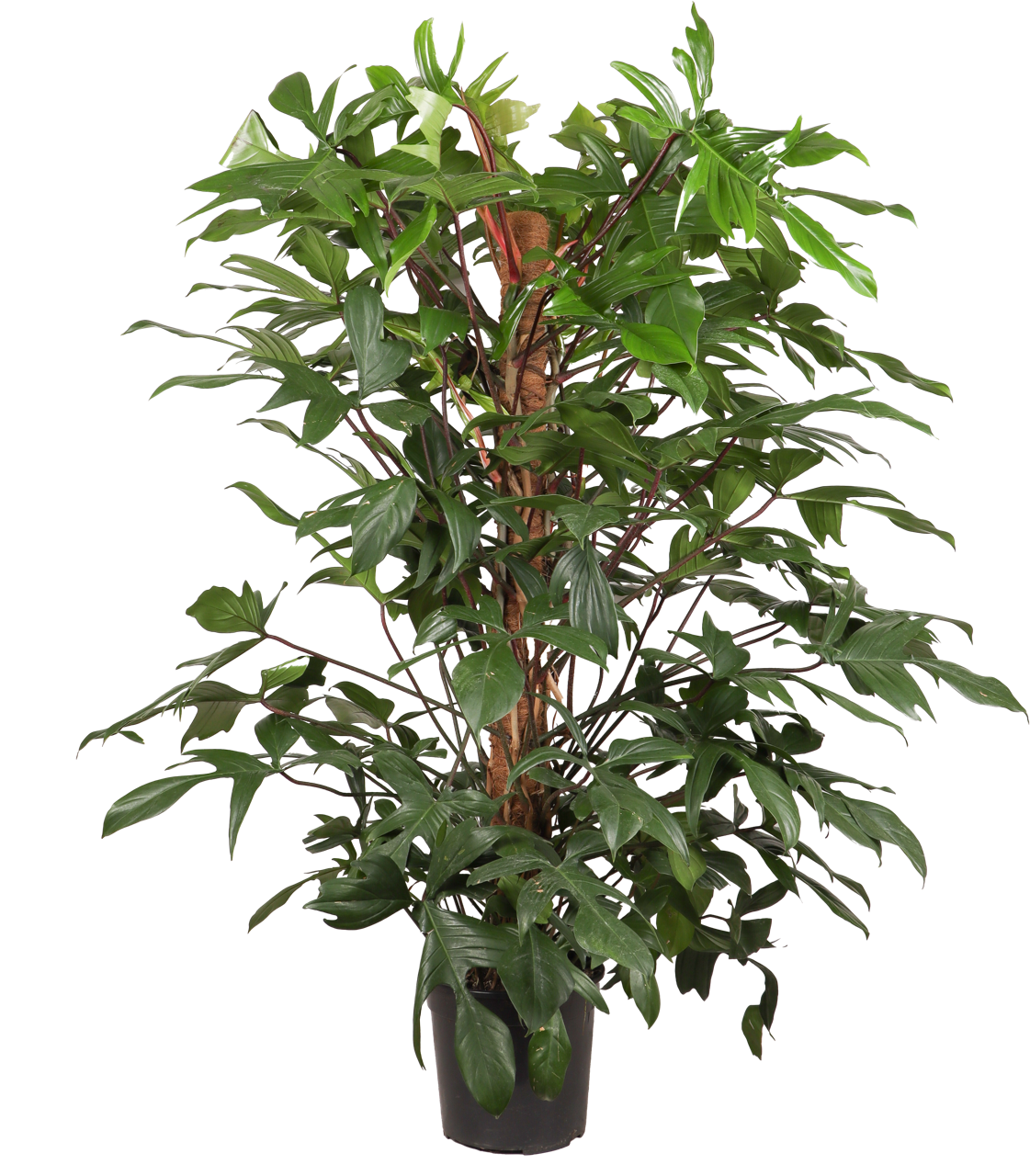 Philodendron Florida Beauty (Baumfreund) (XL)