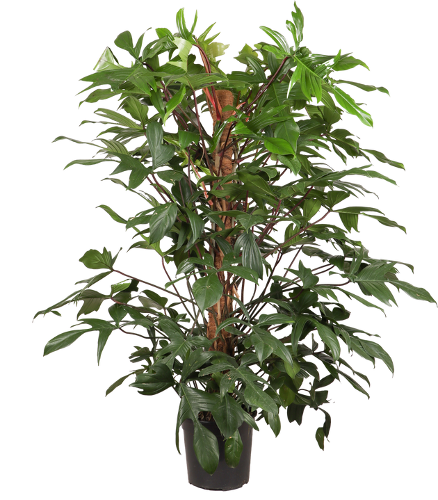 Philodendron Florida Beuaty 140cm (Baumfreund) – Plantsome