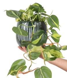 Philodendron scandens "brasil" (Kletter-Philodendron) (S)