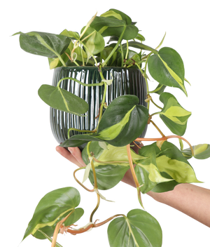 philodendron wie groß Philodendron Scandens 'Brasil' (Kletter-Philodendron) (M) kaufen? | Miguel