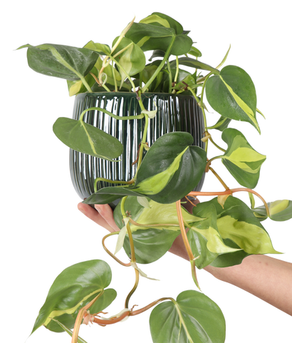 Philodendron scandens "brasil" (Kletter-Philodendron) (S)