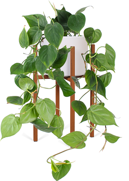 Philodendron scandens kaufen | Plantsome