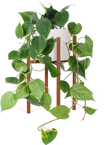 Philodendron scandens (Kletter-Philodendron) (S)