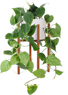 Philodendron scandens (Kletter-Philodendron) (S)