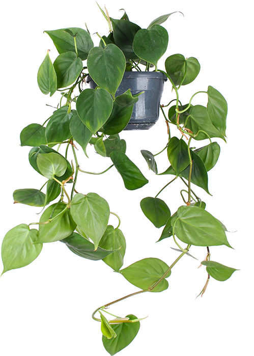 Philodendron scandens (Kletter-Philodendron) (S)