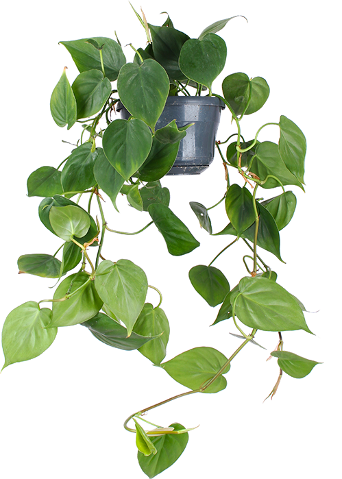 Philodendron scandens kaufen