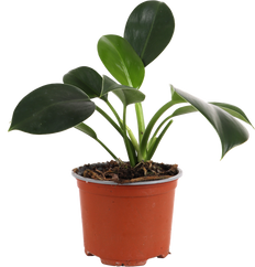 Philodendron Florida Green (Baumfreund) (S)