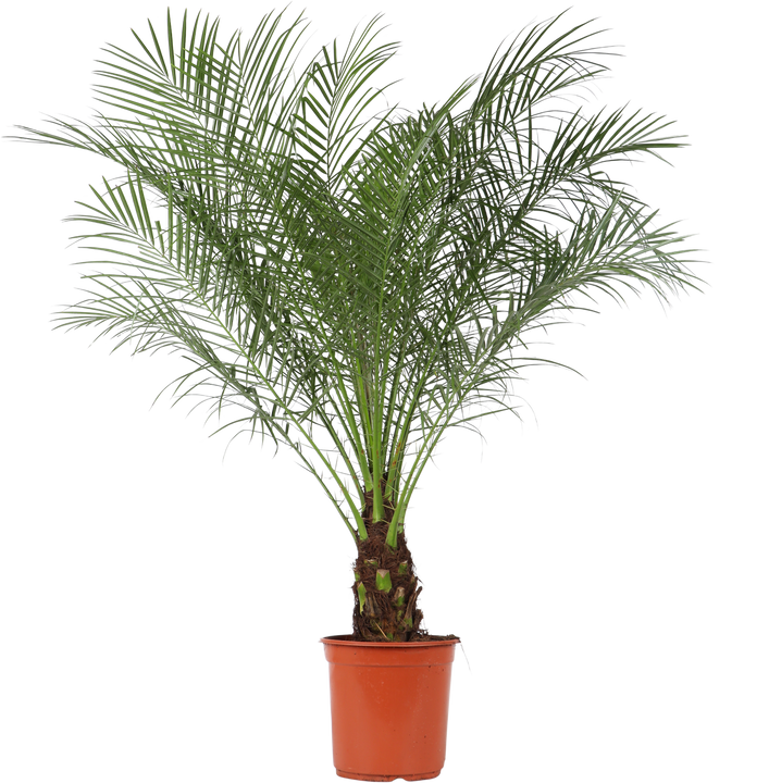Phoenix roebelenii (Zwerg-Dattelpalme) (L)