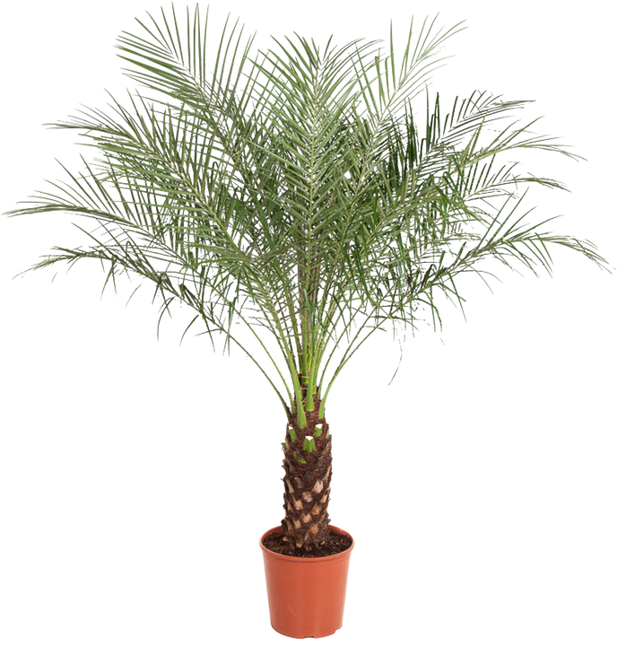 Phoenix roebelenii (Zwerg-Dattelpalme) (XL)