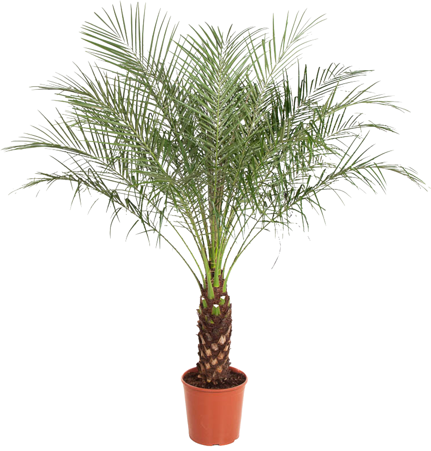 Phoenix roebelenii (Zwerg-Dattelpalme) (XL)