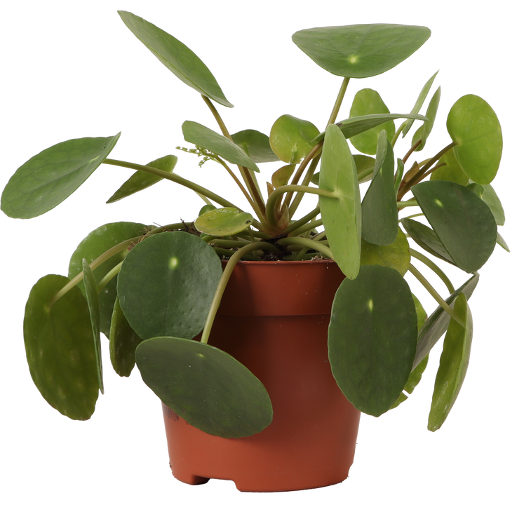Pilea peperomioides (Glückstaler) (S)
