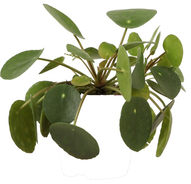 Pilea Peperomioides (Glückstaler) | Marco | 20 cm