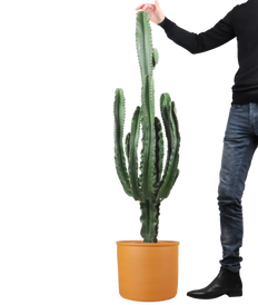 Euphorbia erytrea (Wolfsmilchkaktus) (XL)