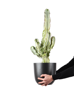 Euphorbia marmorata (Wolfsmilch) kaufen