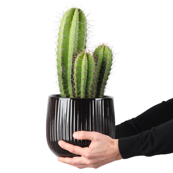Heliabravoa chende (Kaktus) kaufen