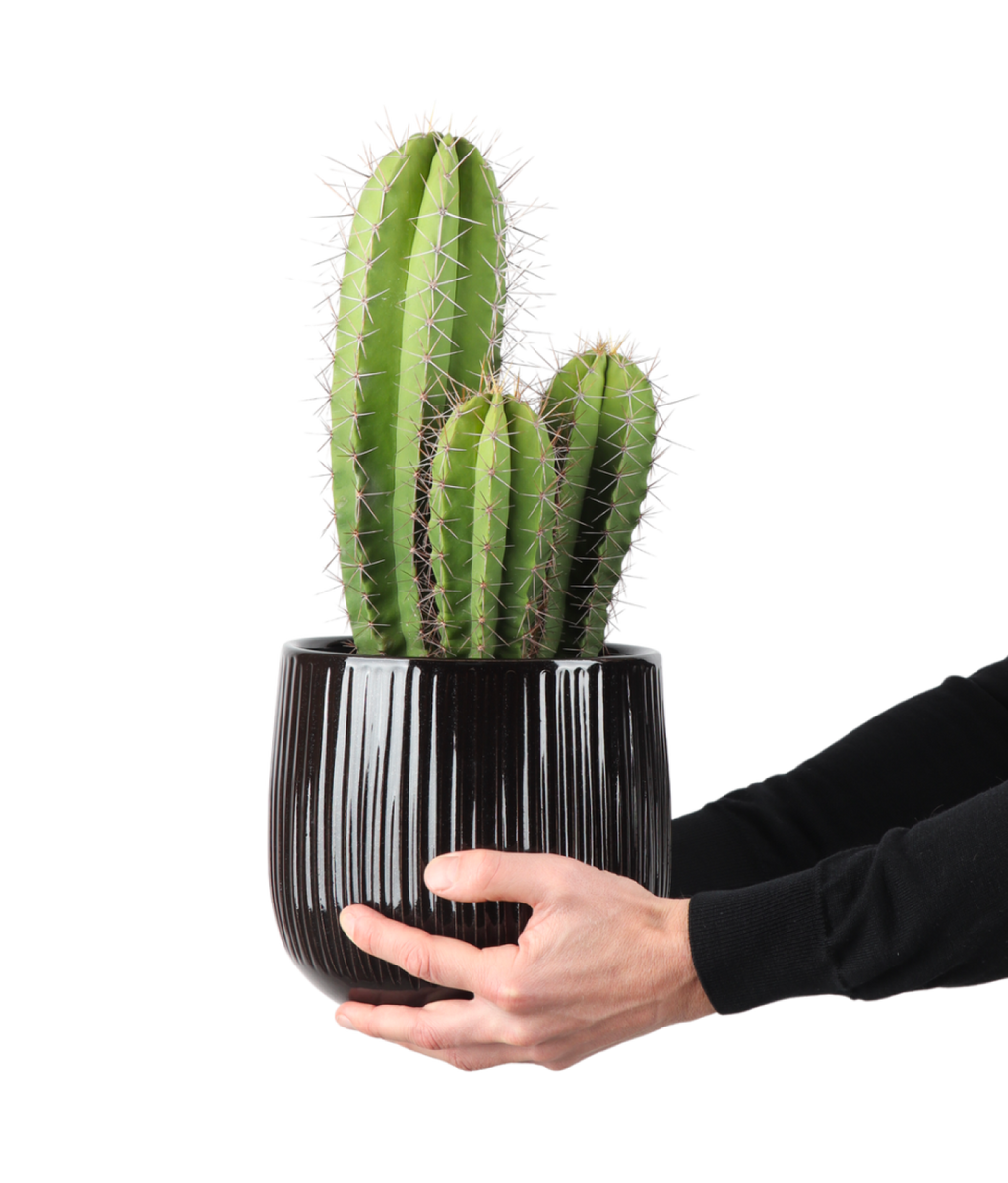 Heliabravoa chende (Kaktus) kaufen