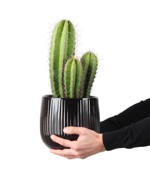 kaktus baumarkt Heliabravoa chende (Kaktus) kaufen