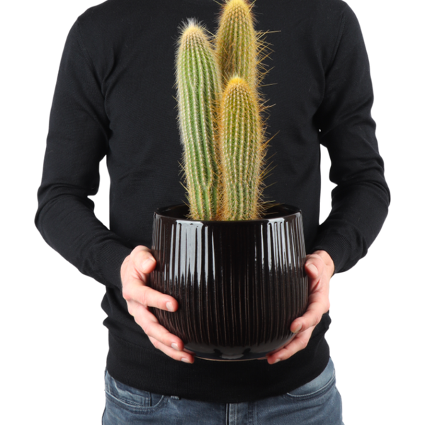 Vatricania guentheri (Säulenkaktus) kaufen