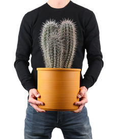 Pachycereus pringlei (Säulenkaktus) (M)